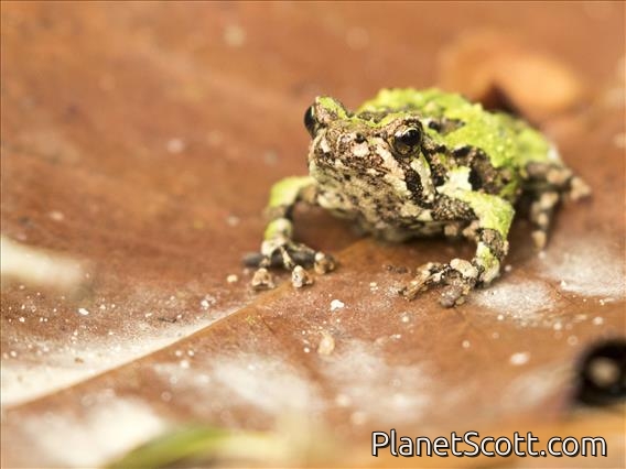 Marbled Rain Frog (Scaphiophryne marmorata)