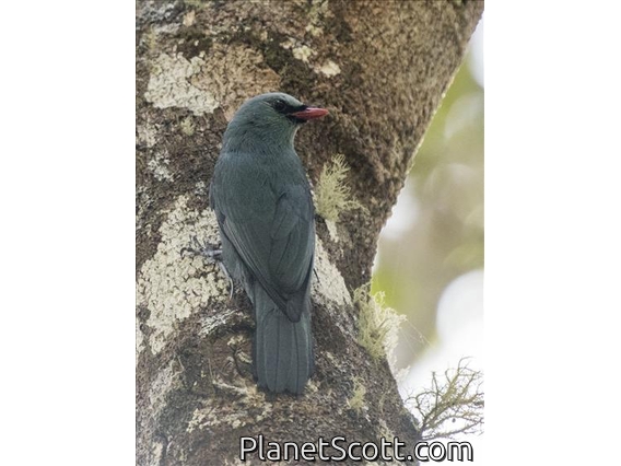 Nuthatch Vanga (Hypositta corallirostris)