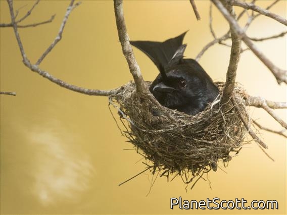 Crested Drongo (Dicrurus forficatus)