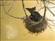 Crested Drongo (Dicrurus forficatus)