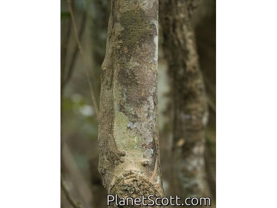 Mossy Leaf-tailed Gecko (Uroplatus sikorae)