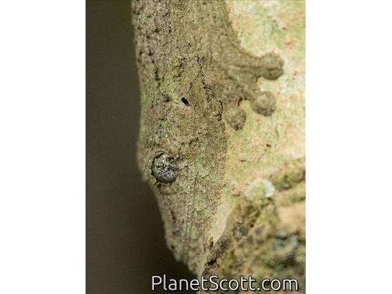 Mossy Leaf-tailed Gecko (Uroplatus sikorae) - Close-up