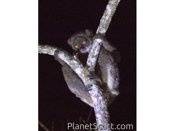 Gmelin's Woolly Lemur(Avahi laniger)