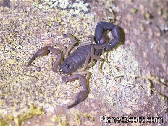 Madagascar Scorpion (Grosphus voahangyae)