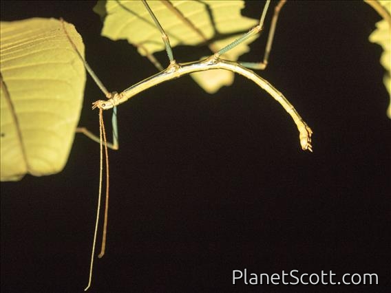Madagascar Walking Stick (ggn ssp)