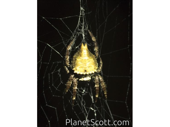 Andasibe Bark Spider (Caerostris extrusa)