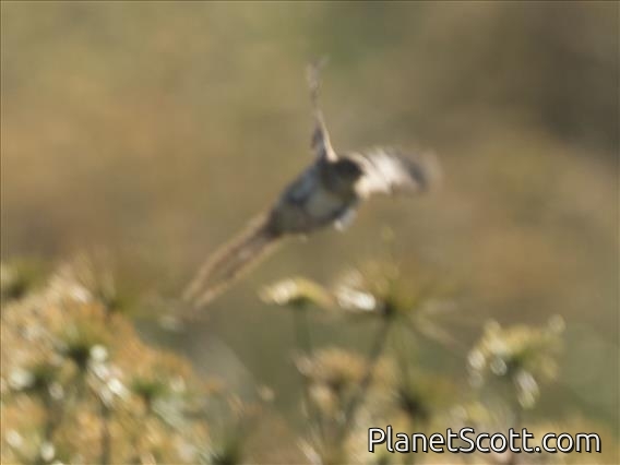 Gray Emutail (Amphilais seebohmi)