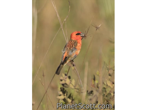 Red Fody (Foudia madagascariensis)