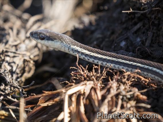 Lateral Water Snake (Thamnosophis lateralis)