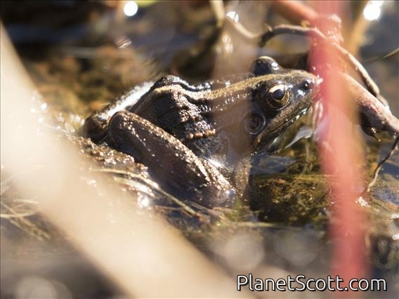 Mascarene Ridged Frog (Ptychadena mascareniensis)