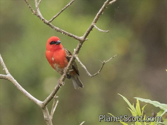 Forest Fody (Foudia omissa)