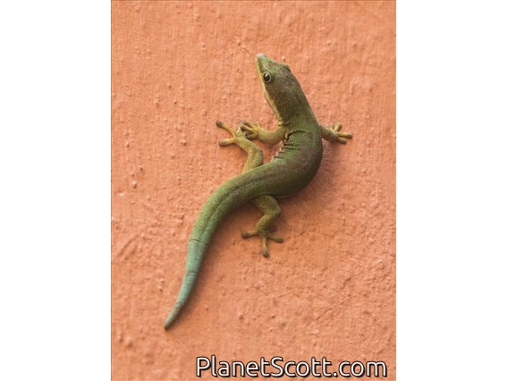 Lined Day Gecko (Phelsuma lineata)