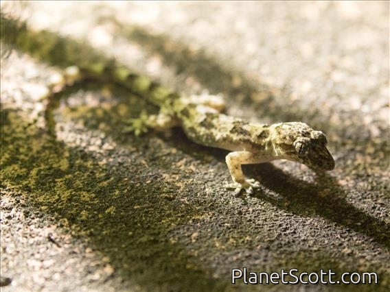 House Gecko (Hemidactylus mercatorius)
