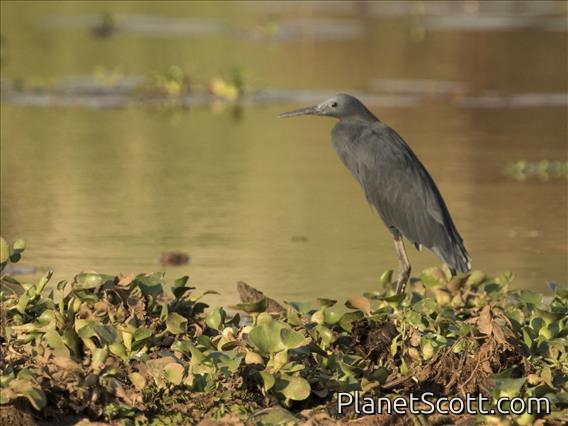Black Heron (Egretta ardesiaca)
