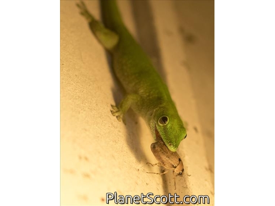 Madagascar Giant Day Gecko (Phelsuma kochi)