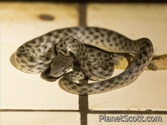 Madagascar Cat-eyed Snake (Madagascarophis colubrinus)