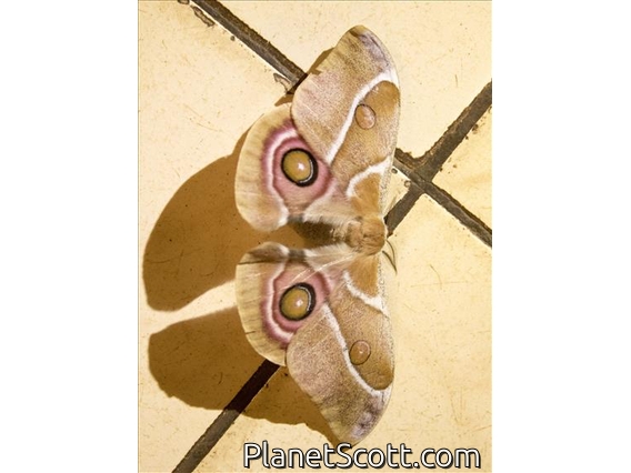 Suraka Silk Moth (Antherina suraka)