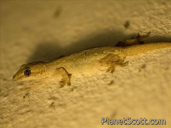 Asian House Gecko (Hemidactylus frenatus)