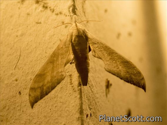 Ankarafantsika Sphinx Moth (Dargeclanis grandidieri)