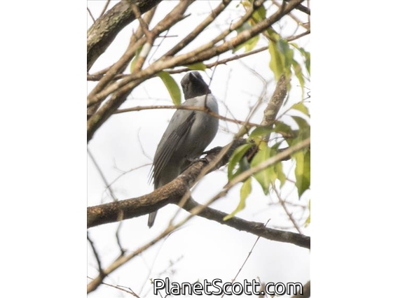 Ashy Cuckooshrike (Coracina cinerea)
