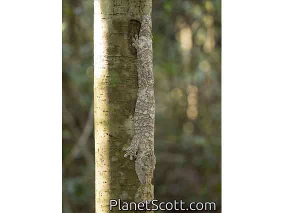 Henkel's Leaf-tailed Gecko (Uroplatus henkeli)