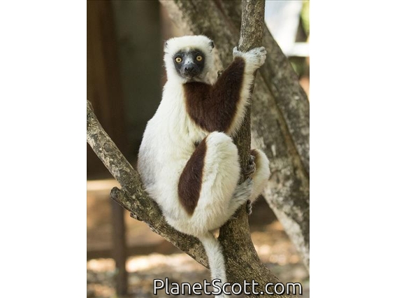 Coquerel's Sifaka (Propithecus coquereli)