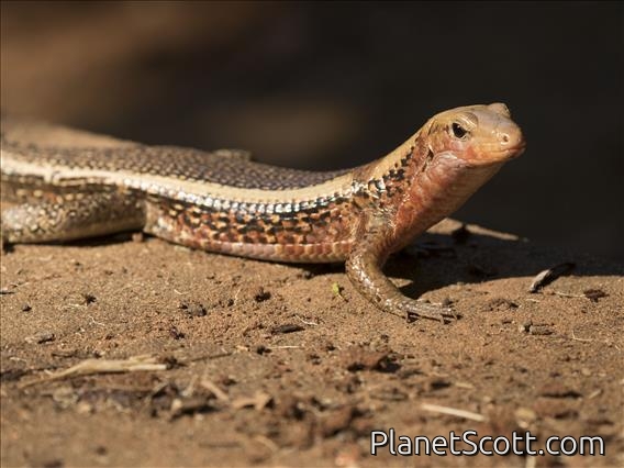 Western Girdled Lizard (Zonosaurus laticaudatus)