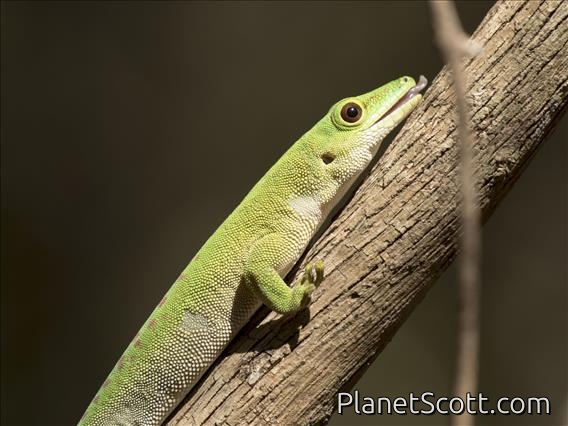 Madagascar Giant Day Gecko (Phelsuma kochi)