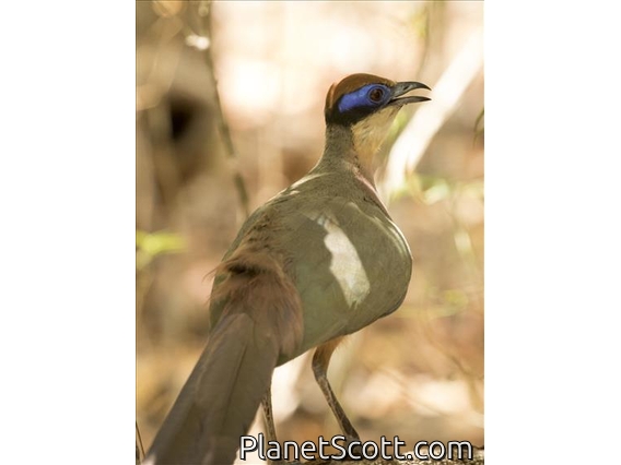 Red-capped Coua (Coua ruficeps) - Male