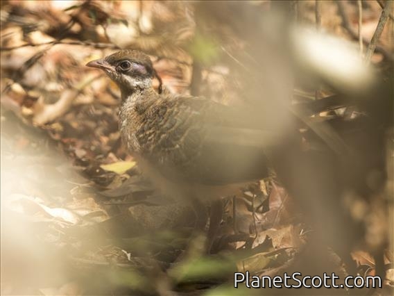 Red-capped Coua (Coua ruficeps) - Female