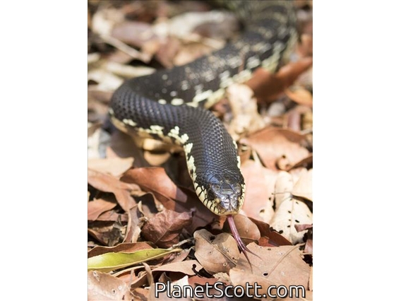 Giant Madagascan Hognose (Leioheterodon madagascariensis)