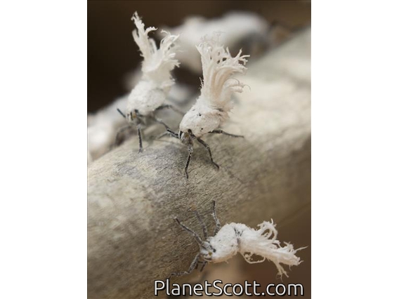 Madagascan Flatid Leaf Bug (Phromnia rosea)