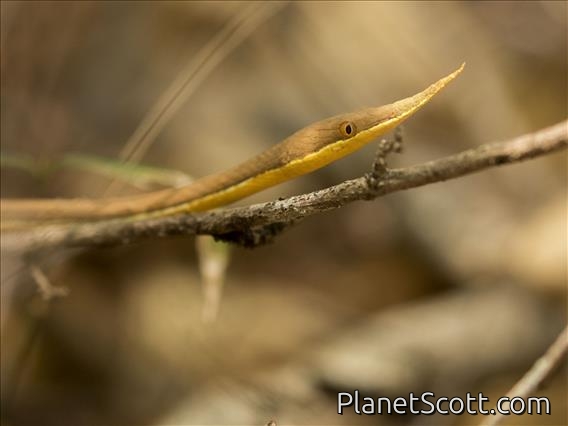 Madagascar Leaf-nosed Snake (Langaha madagascariensis)