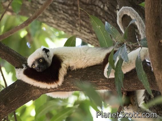 Coquerel's Sifaka (Propithecus coquereli)
