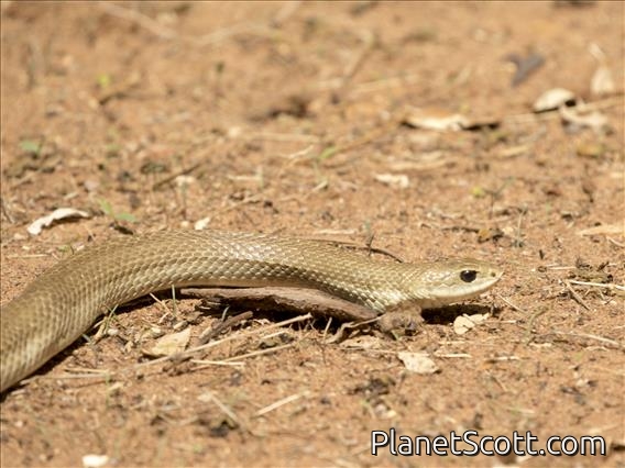 Blonde Hognose Snake (Leioheterodon modestus)