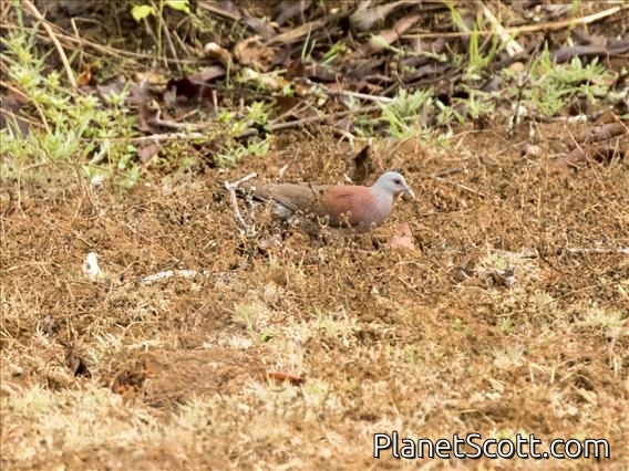 Madagascar Turtle-Dove (Streptopelia picturata)