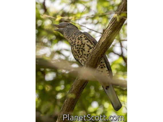 Cuckoo Roller (Leptosomus discolor) - Female