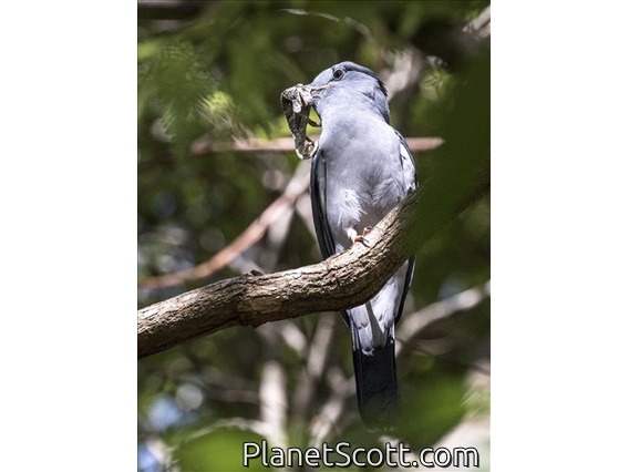 Cuckoo Roller (Leptosomus discolor) - Male