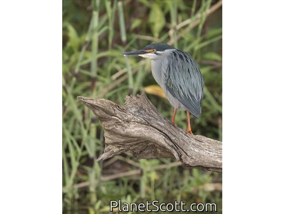 Striated Heron (Butorides striata)