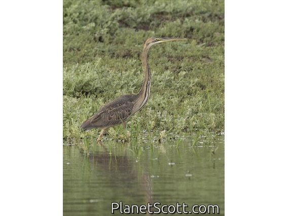 Purple Heron (Ardea purpurea)