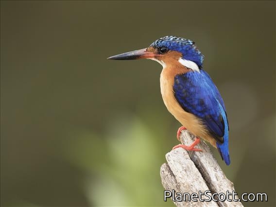 Malagasy Kingfisher (Corythornis vintsioides)