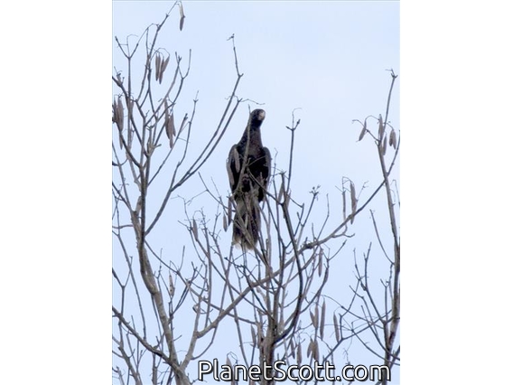 Greater Vasa-Parrot (Mascarinus vasa)