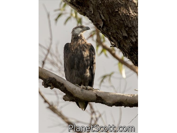 Madagascar Fish-Eagle (Haliaeetus vociferoides)
