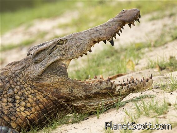 Nile Crocodile (Crocodylus niloticus)
