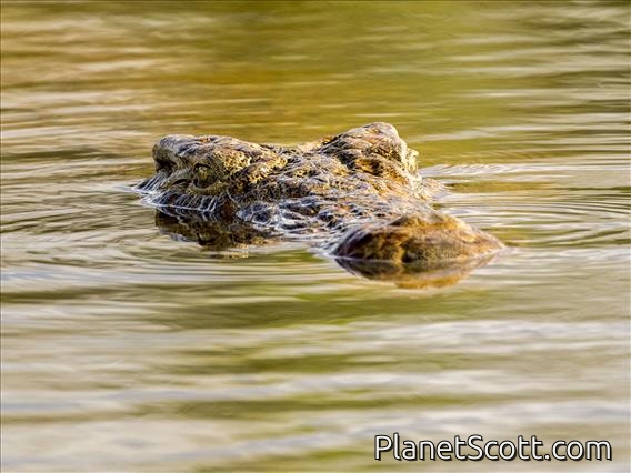 Nile Crocodile (Crocodylus niloticus)