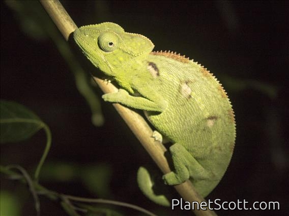 Oustalet's Chameleon (Furcifer oustaleti)
