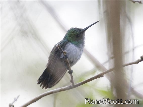 Blue-chested Hummingbird (Amazilia amabilis)