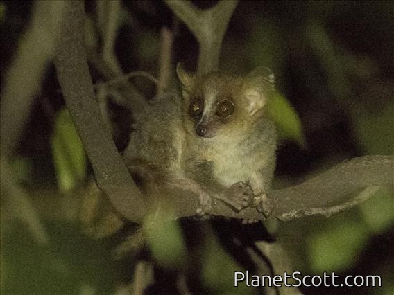 Golden Mouse Lemur (Microcebus ravelobensis)