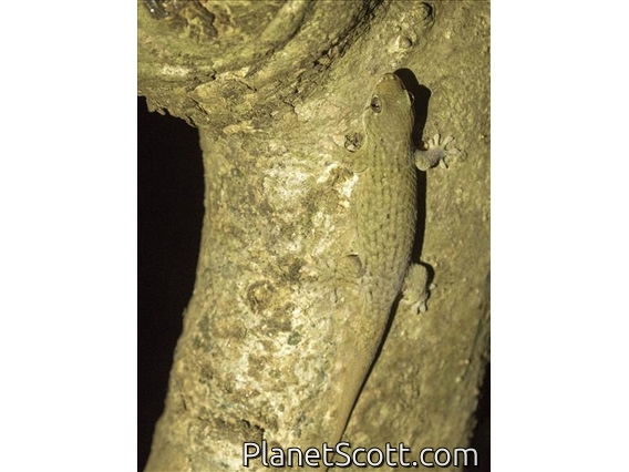 Peter's Spotted Fish-scaled Gecko (Geckolepis maculata)