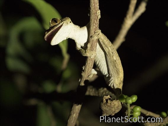 Gunther's Leaf-tailed Gecko (Uroplatus guentheri)